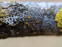 Caloplaca cerina