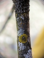 Caloplaca cerina