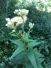 Hasteola suaveolens