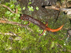 Speleomantes italicus