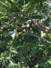 Phyllanthus acidus