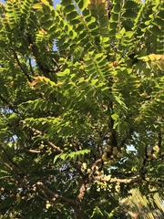 Phyllanthus acidus
