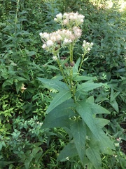 Hasteola suaveolens