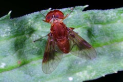 Chrysopilus quadratus