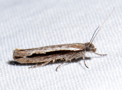 Ypsolopha flavistrigella