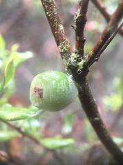 Callirhytis cedrosensis