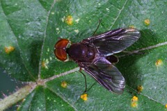 Chrysopilus quadratus