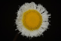 Erigeron procumbens
