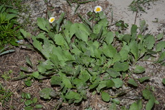 Erigeron procumbens