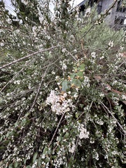 Ceanothus megacarpus
