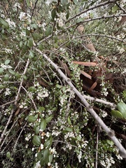 Ceanothus megacarpus