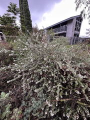 Ceanothus megacarpus