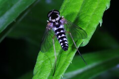 Chrysopilus ornatus