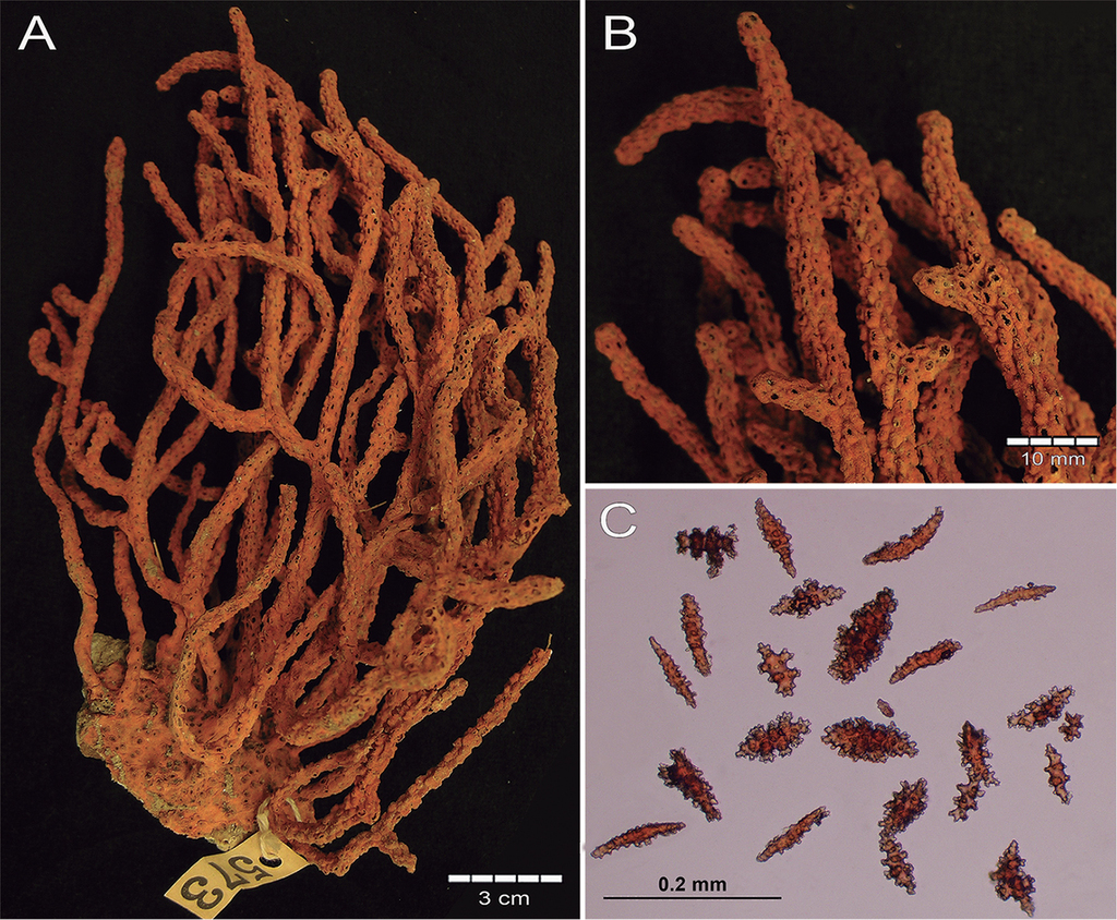 Psammogorgia