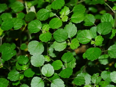 Australina pusilla pusilla