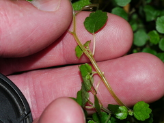 Australina pusilla pusilla