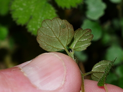Australina pusilla pusilla