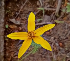 Bidens triplinervia