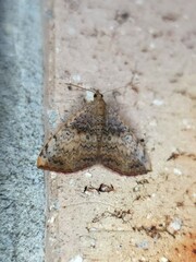 Chrysolarentia mecynata