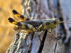 Melanoplus ponderosus