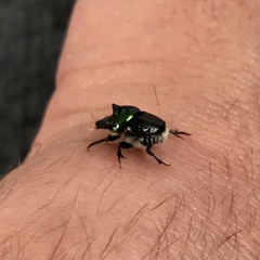 Onthophagus dandalu