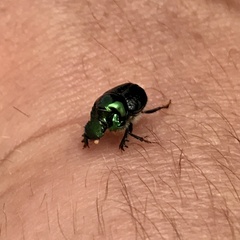 Onthophagus dandalu