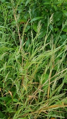 Muhlenbergia frondosa