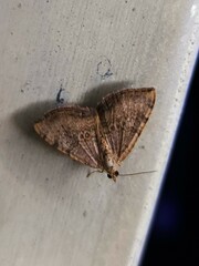 Chrysolarentia mecynata