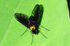 Chrysopilus davisi