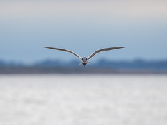 Leucophaeus atricilla