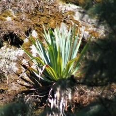Furcraea