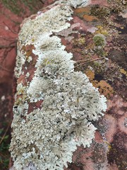 Xanthoparmelia tinctina