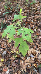 Smallanthus uvedalia
