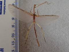 Sipyloidea