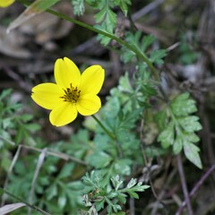 Bidens triplinervia