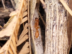 Pseudomyrmex pallidus