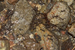 Eciton burchellii parvispinum
