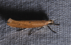 Ypsolopha ochrella