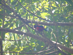 Ramphocelus bresilius