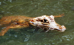 Caiman crocodilus