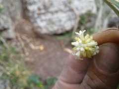 Palicourea boqueronensis