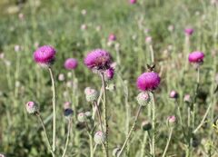 Carduus uncinatus