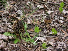 Morchella americana