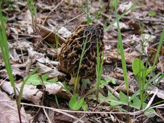 Morchella americana