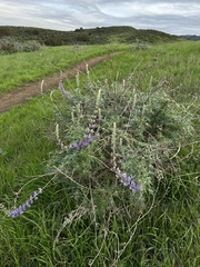 Lupinus longifolius