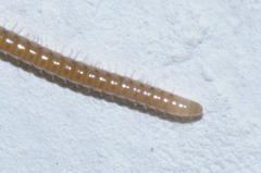 Proteroiulus fuscus