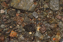 Eciton burchellii parvispinum