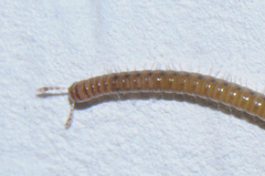 Proteroiulus fuscus