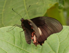 Heraclides anchisiades