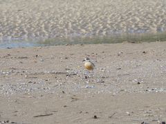 Charadrius obscurus